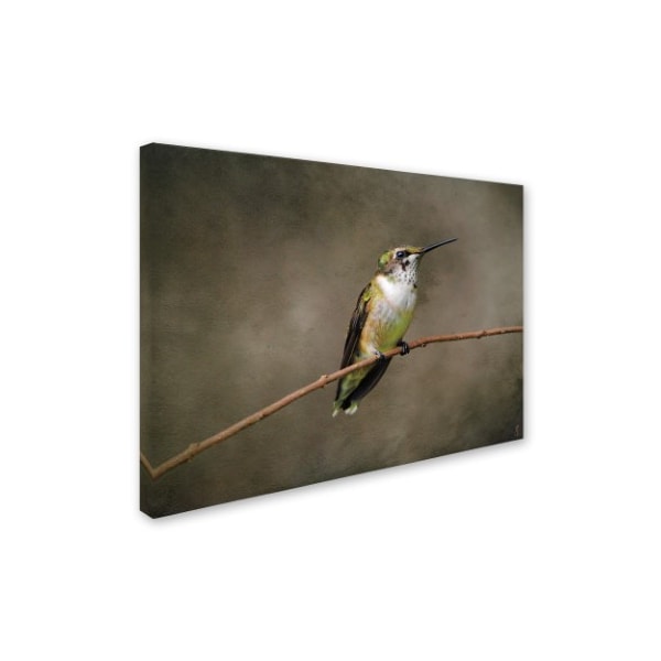 Jai Johnson 'Hummingbird Portrait' Canvas Art,24x32